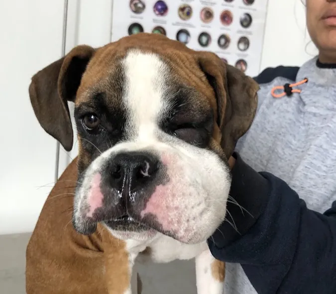 Cachorro bóxer en el consultorio
