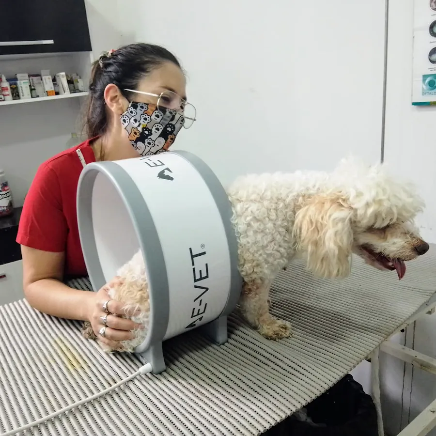 Caniche blanco en la mesa de peluquería, durante el secado
